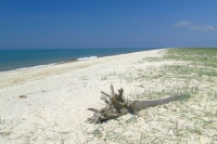 Snag on Tendra Spit