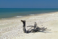 Snag on Tendra Spit