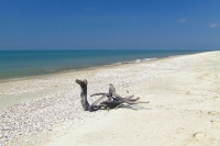 Snag on Tendra Spit