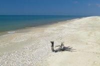 Snag on Tendra Spit