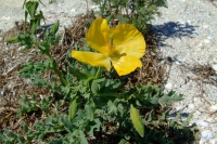 Flower on Tendra Spit