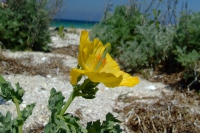 Flower on Tendra Spit