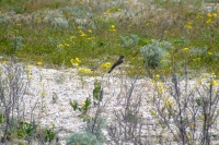 Bird on Tendra Spit