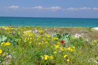 Flowers on Bili Kuchuhury