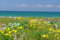 Flowers on Bili Kuchuhury