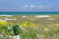 Flowers on Bili Kuchuhury