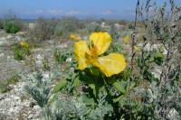 Flower on Tendra Spit