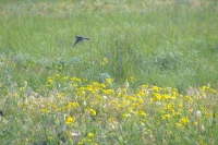 Flowers on Tendra Spit