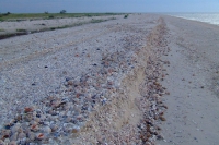 Shells on Tendra Spit