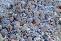 Shells on Tendra Spit