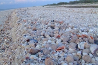 Shells on Tendra Spit