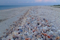 Shells on Tendra Spit