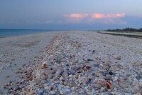Shells on Tendra Spit