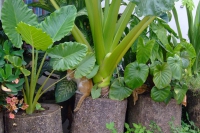 DSCF6989