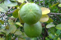 DSCF7012