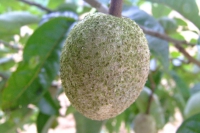 DSCF7074