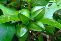 DSCF7075