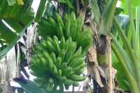 DSCF7084