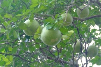 DSCF7150