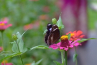DSCF7372