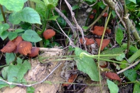 DSCF7414