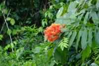 DSCF7432