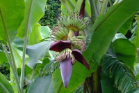 DSCF7439