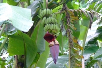 DSCF7440