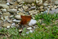 DSCF7446