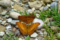 DSCF7450