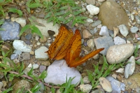 DSCF7455