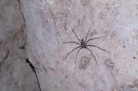 DSCF7485