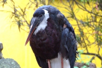 DSCF6688