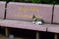 DSCF6704