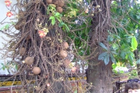 DSCF6723