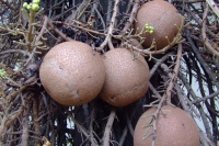 DSCF6728