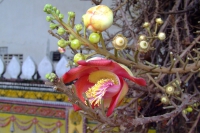 DSCF6729