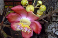 DSCF6730