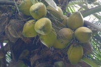 DSCF6810