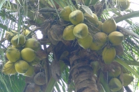 DSCF6811